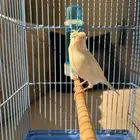 كناري