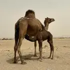 خلفه للبيع