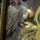 ديوك فيومي بيور