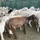 غنم مراح منوة القناي ( صغار سن )