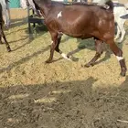 تيس حجازي
