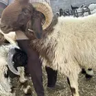 للبيع فحل نعيمي رباع جبر