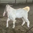 تيوس مشاريك مشروع فحول