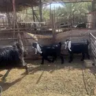عنز عارضيه متوم