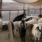 تيس طيب عارضي مشروع فحل شق توم