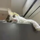 قطه