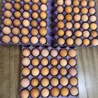 بيض لوهمان براون مخصب