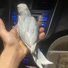 فرخ دره دايلوت لون خيالي(تم البيع)