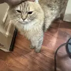 قطة للتبني شيرازي