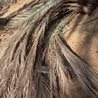 جريد نخل ناشف للبيع