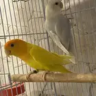 جوز طيور روز منتج للبيع