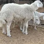 مشروع فحل حري