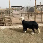البيع ذبايح حريات