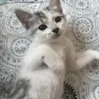 قطة للتبني عمرها شهر ونص أنثى