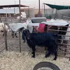 عنز شرط مضرع
