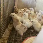 صوص