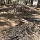 سعف نخل للبيع حمولة تريلتين او ثلاث