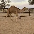 قعود لباني للبيع