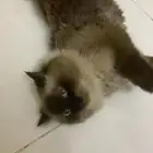 قط همالايا