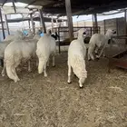 طليان سواكن سمان