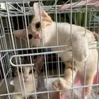 قطط للتبني مع كرت تطعيم