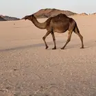 مجهم ثنيه ثنو لقحه