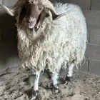 صح النعيمي كويس ممتاز جدا