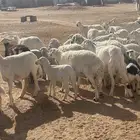 ضان