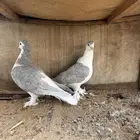 للبيع حمام جوز