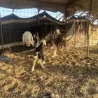 نجديه والد