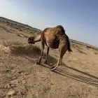 لقحه صفراء