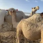 خلفه وضحا ناقة كفو من فروع البل وتحتها بكره طيبه تمم البيعع