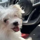 Yorkie Terrier Female puppy dog