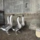 وز عراقي صافي كوبرا سلالة نقية