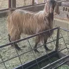 تيس ثني فحل