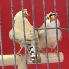 جوز زيبرا هولندي مكس انقلش
