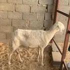 للبيع شاه حري تامة شبب