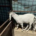 تيس العمر سبع شهور وشوي شرط الصحه