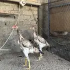 دجاج شامو يباني