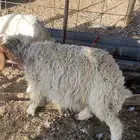 رخال وخروف