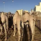 حواشي سواكن مرابي طيبه بالحيل فوق 6 شهور معلفه