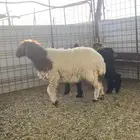 رخله
