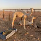 للبيع قعود عمره 4 شهور