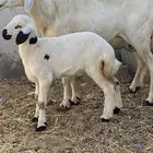 نعاج مولده وحده معها رخال و مضرع و ثانيه معها رخال