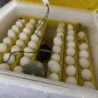 فقاسه 96بيضه