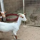 ماعز صلالي منتج بيور معها جفرة