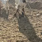 عنز متبع بجفرتين