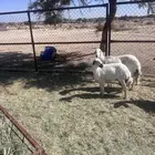 خميس مشيط القاعه