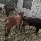 عجول  الماني و جرسي و بربر