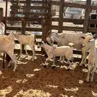 معزا بيشيات ولد وجنب ب 560